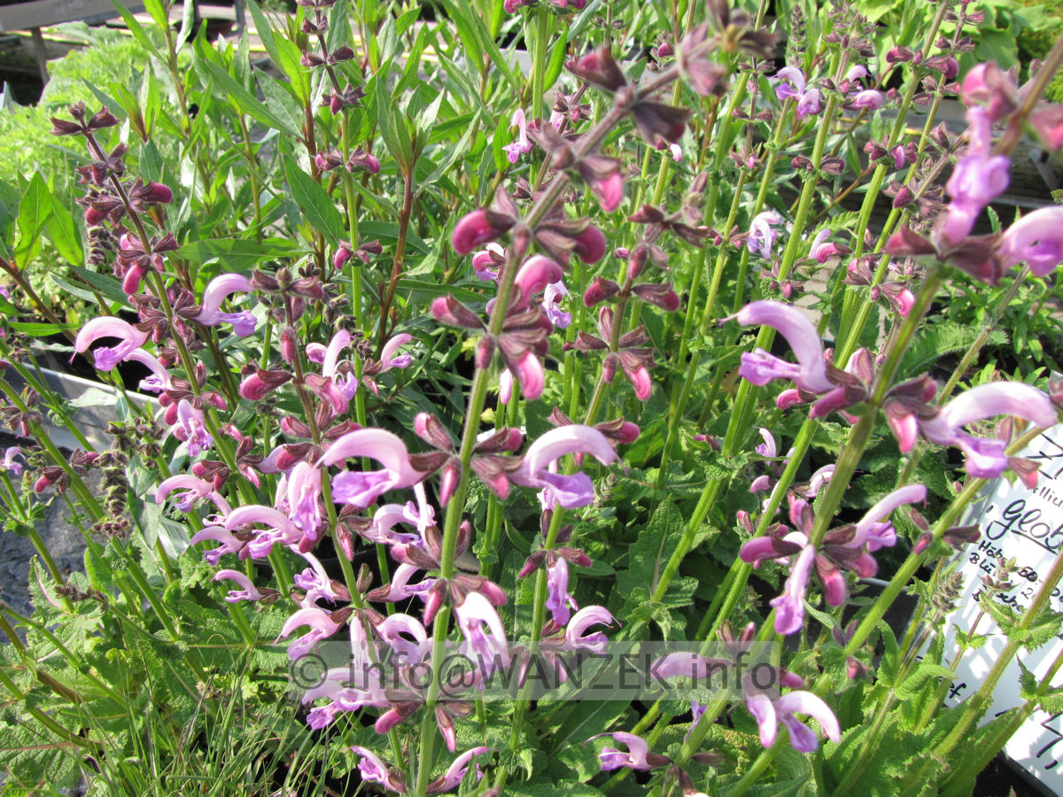 Salvia pratensis Rose Rhapsody.JPG